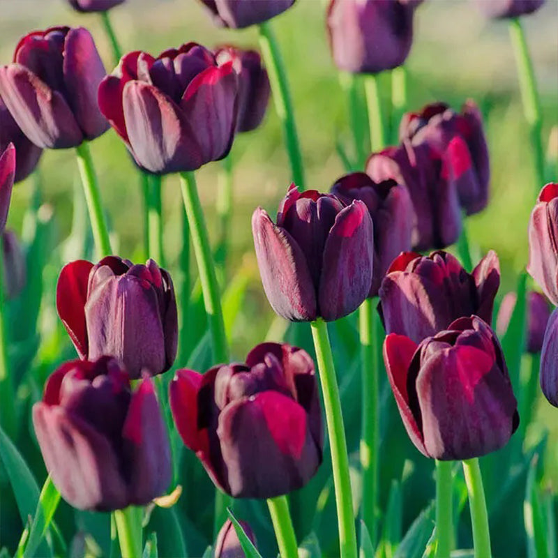 Semillas de tulipán Bonsai de color raro n.° 11