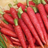 Atomic Red Carrot Seeds