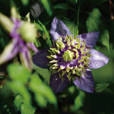 Clematis Taiga Seeds