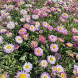 Mix Daisy Crazy Seeds