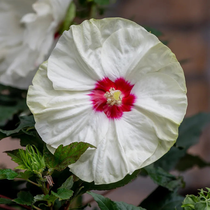 Hibiscus, French Vanilla