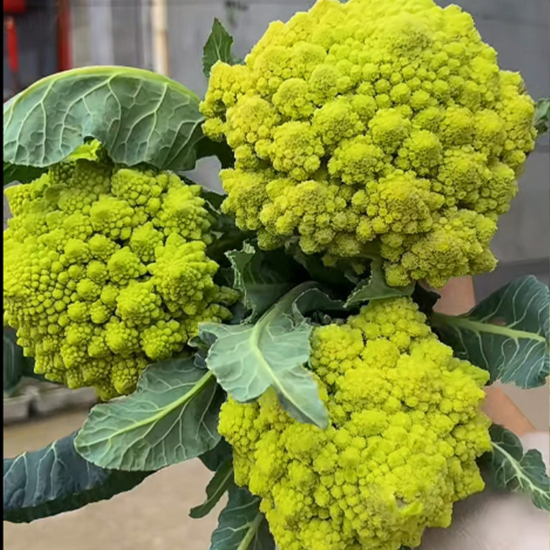 Heirloom Romanesco Broccoli Seeds