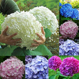 Semillas de hortensia macrophylla multicolor de colores variados para bonsái, flores y bodas