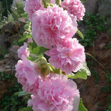 Carnival Mix Double Hollyhocks Flower Seeds for Planting