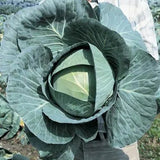 Cabbage Early Thunder F1