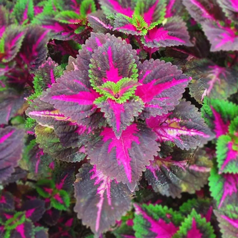 Coleus Bonsai Flower Leaf Plants Rainbow Dragon Seeds