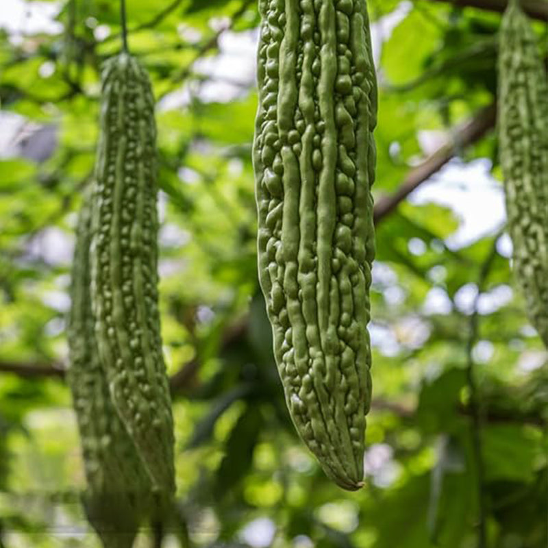 Semillas de melón amargo para plantar, semillas de calabaza amarga asiática, semillas de verduras asiáticas