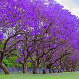 Blue Jacaranda Tree Seeds