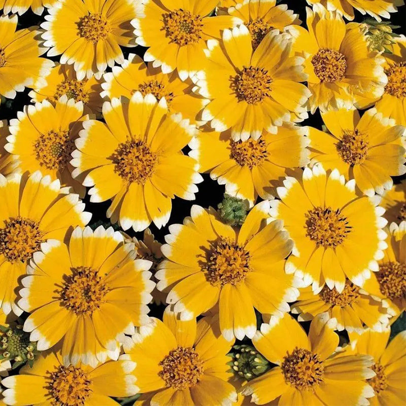 Semillas de Tidy Tips (Layia Platyglossa) ¡Ideales para jardines de mariposas y colibríes!