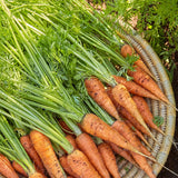 Zanahoria, Danvers 126