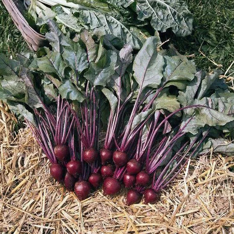 Beets Ed Beet Seeds – Haiyiplants