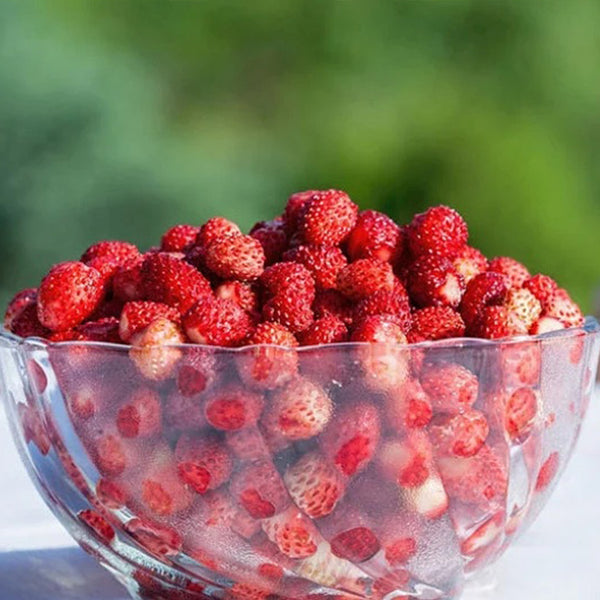 Wild Strawberry Seeds, Tiny Sweet Fruit, Fragaria Virginiana FR0350R