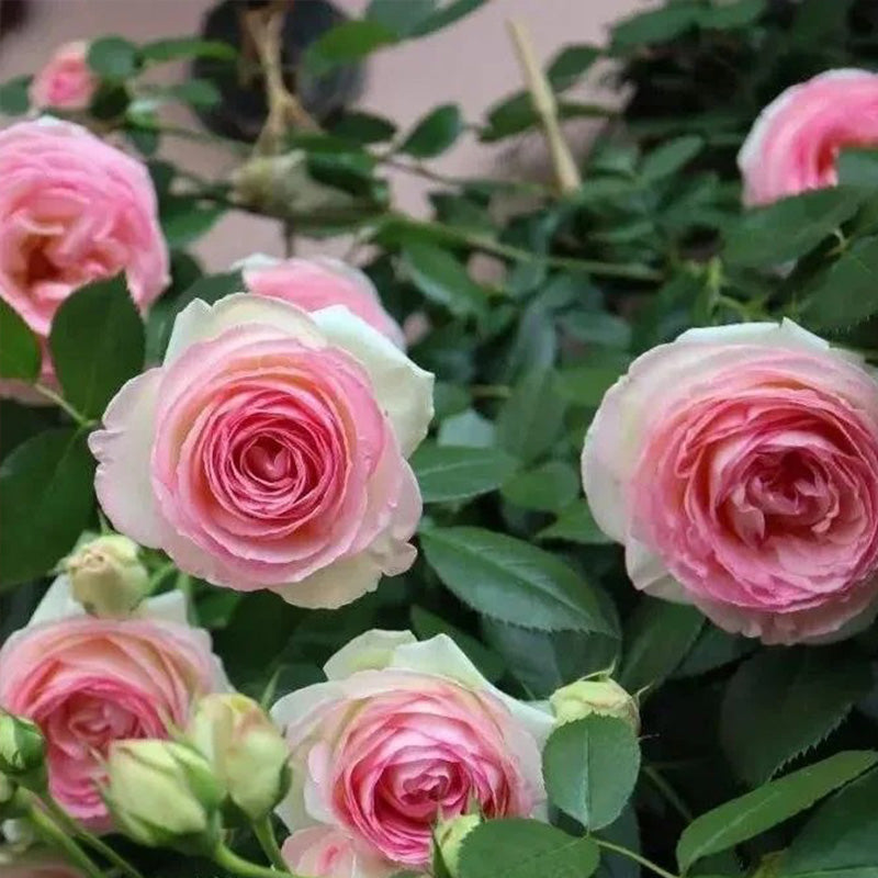 Pink Lonza Gemstone Seeds