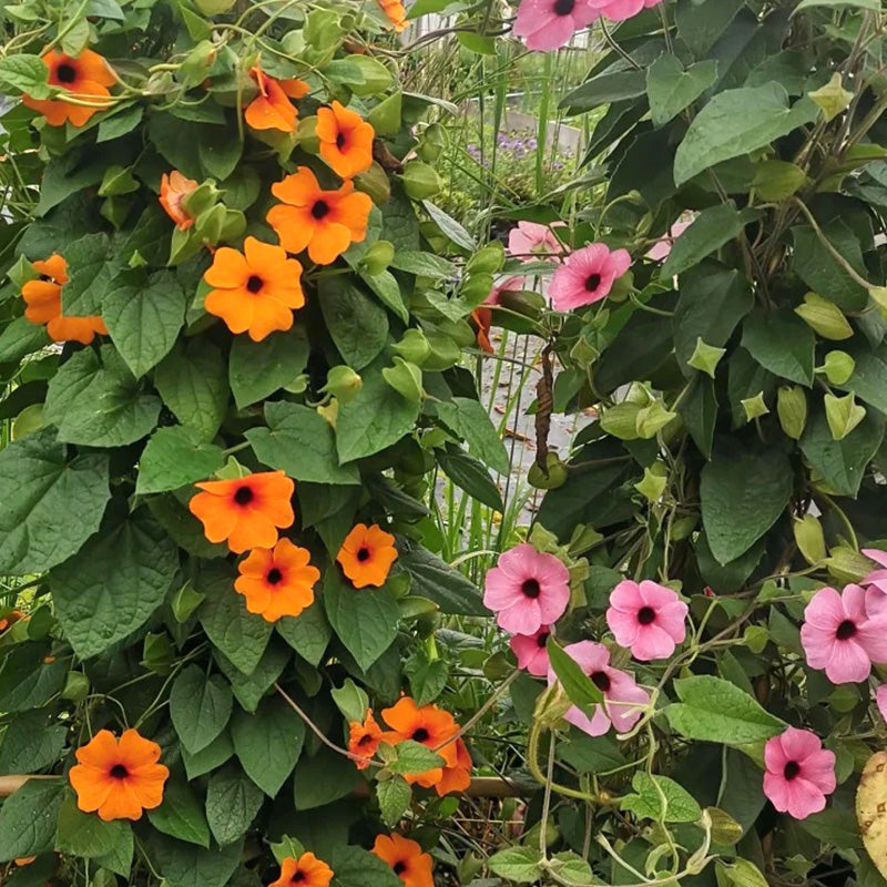 Black-Eyed Susan Vine Seeds - Orange & Pink Mix