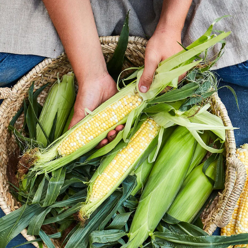 Corn, Peaches & Cream Hybrid