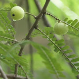 Phyllanthus Emblica, Grosella espinosa india Fruto comestible Árbol ornamental de hoja caduca Equipo de supervivencia Alimentos Semillas