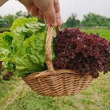 Antioxidant Ruby Leaf Lettuce Seeds