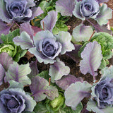 Stellar Blue Red Cabbage Seeds