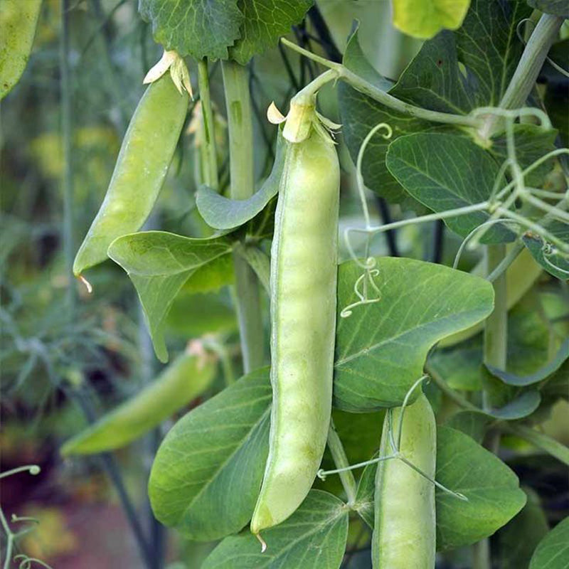Crisp & Sweet Sugar Snap Pea Seeds