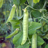 Crisp & Sweet Sugar Snap Pea Seeds