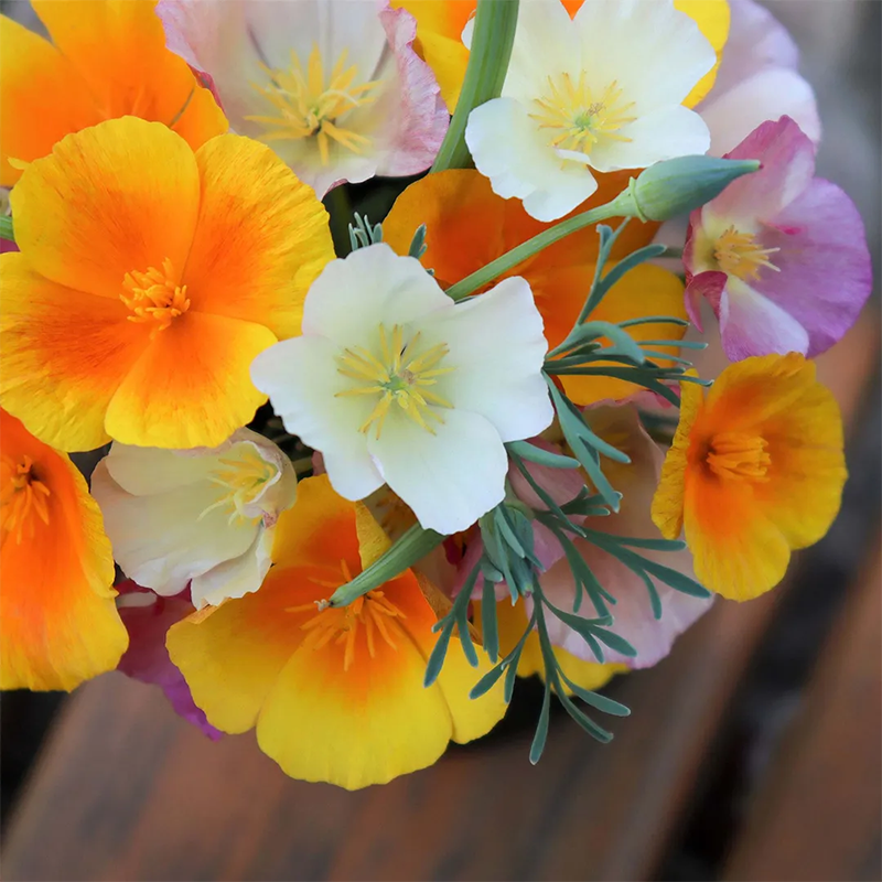 Mixed Colors California Poppy Seeds