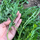 Heirloom Classic Arugula Seeds