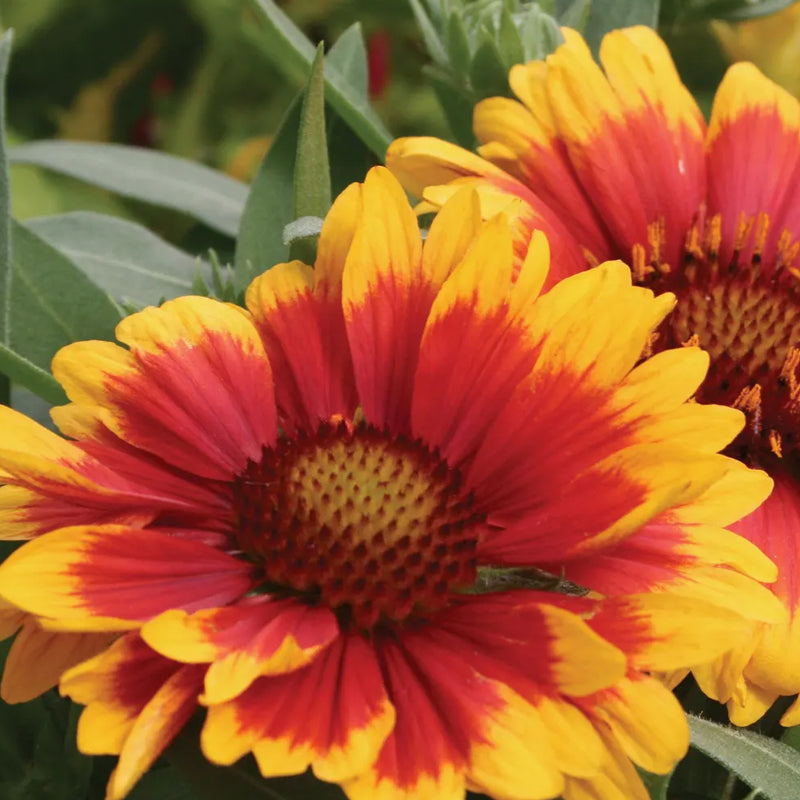 Gaillardia, Arizona Sun