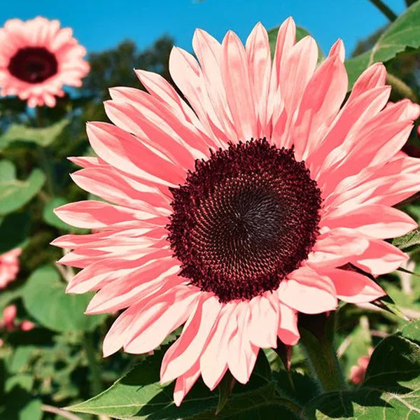 Iris Tectorum Rose Sunflower Pink Sunflower Seeds Pink Sunflower Seeds