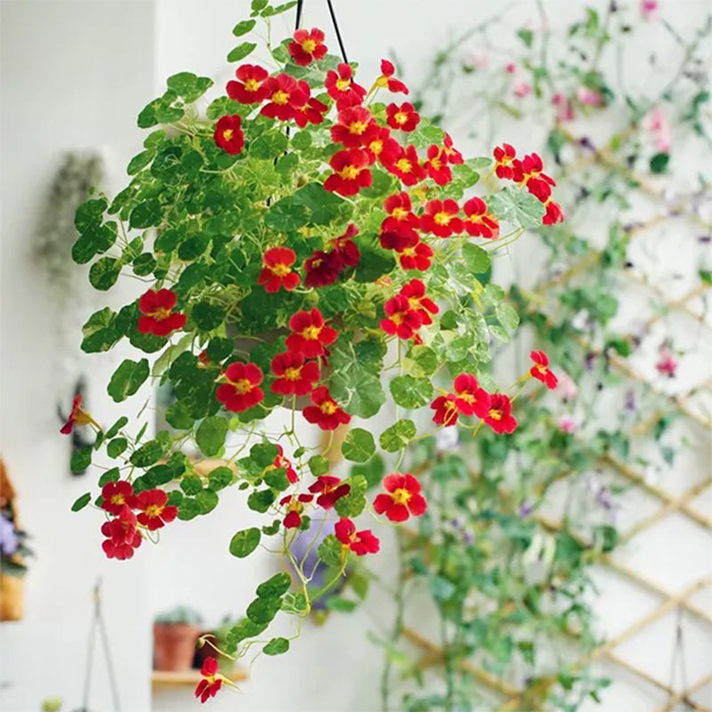 Semillas de capuchina (alta) - Colores variados