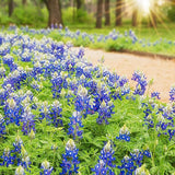 Texas Bluebonnet Wildflower Seeds
