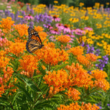Orange Butterfly Weed (Asclepias tuberosa) Seeds