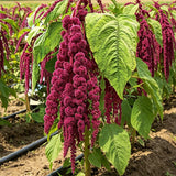 Love-Lies-Bleeding (Amaranthus caudatus) Seeds