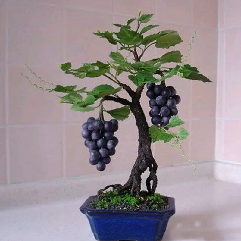 Miniature Grape Vine Seeds