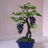 Miniature Grape Vine Seeds