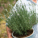 Ellagance White Lavender Seed