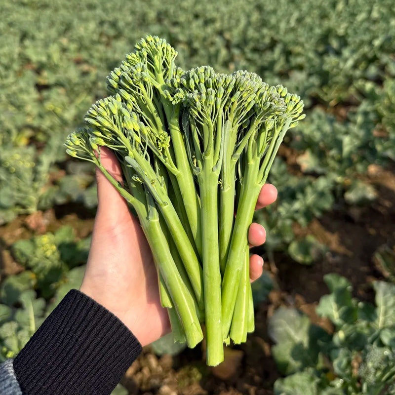 Heirloom Broccolini Seeds