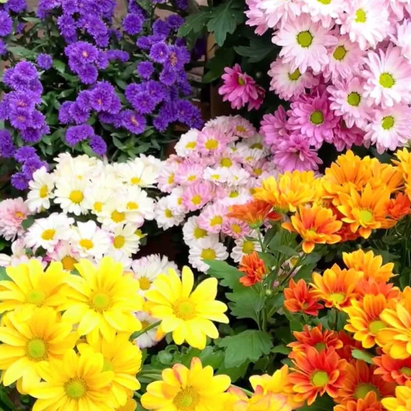 Grupo de semillas de flores de piretro de colores variados: cuatro estaciones