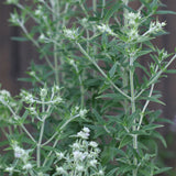 Mountain Mint Herb Seeds
