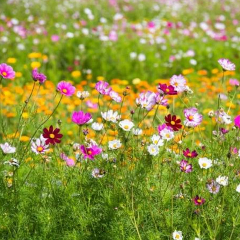 Mezcla de semillas para jardín de mariposas monarca