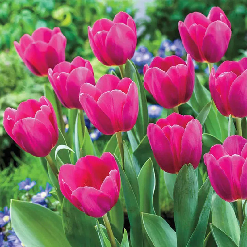 Bonsai Rare Color Tulip Seeds