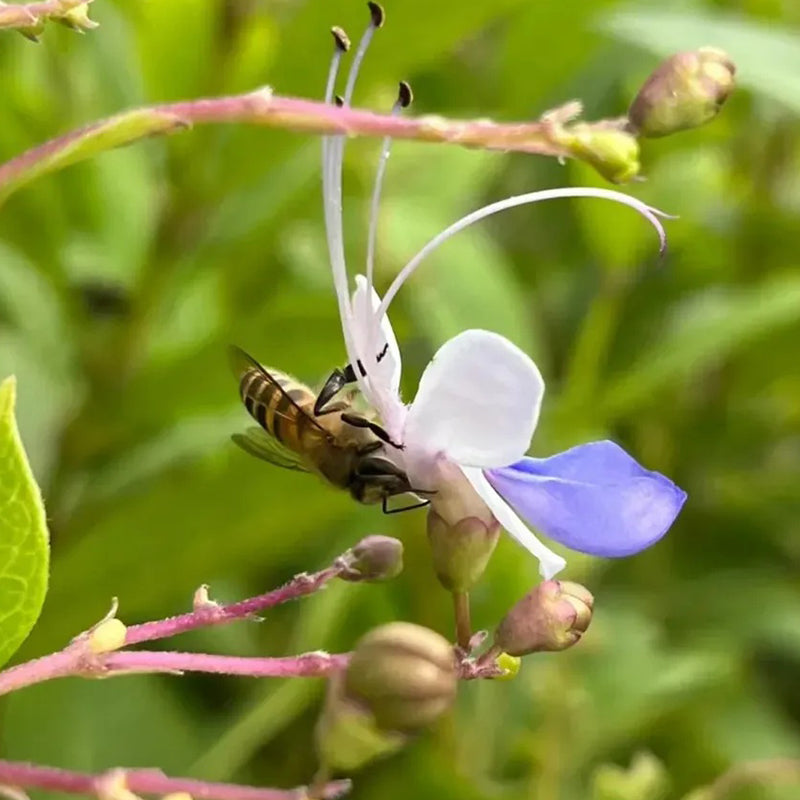 Blue Butterfly Flower Seeds