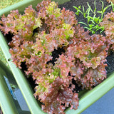 Ruby Ruffled Red Leaf Lettuce Seeds