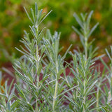 Rosemary