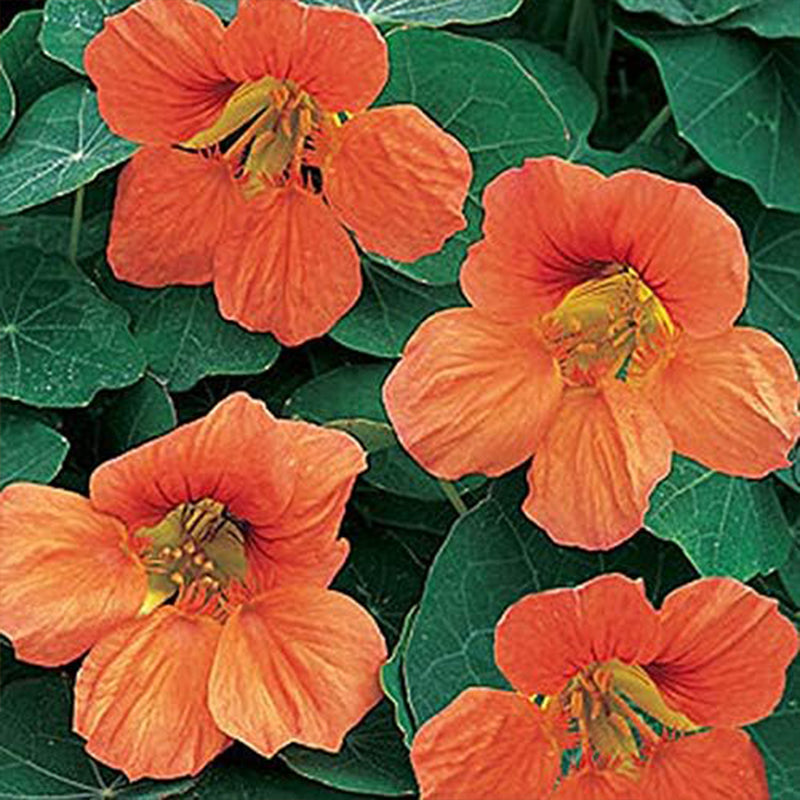 Tropaeolum Nasturtium Vesuvius Climbing, Vining, Flowering, Plants for Trellis, Fences, Arbors & More