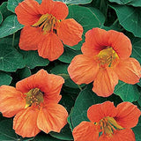 Tropaeolum Nasturtium Vesuvius Climbing, Vining, Flowering, Plants for Trellis, Fences, Arbors & More