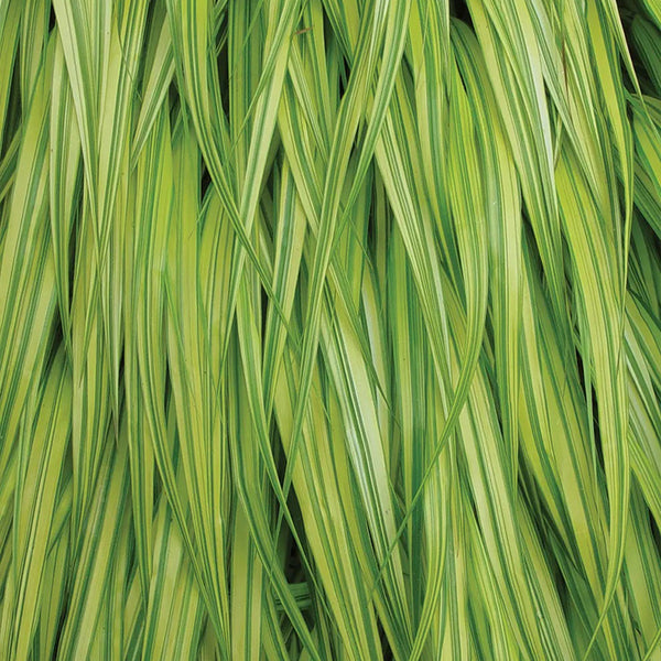 Hakonechloa, Aureola