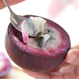 Semillas de fruto de leche: caimito, Chrysophyllum cainito