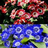 Cineraria Mix Flower Seeds