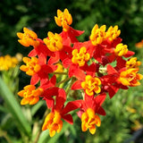 Red Tropical Milkweed (Asclepias curassavica) Seeds