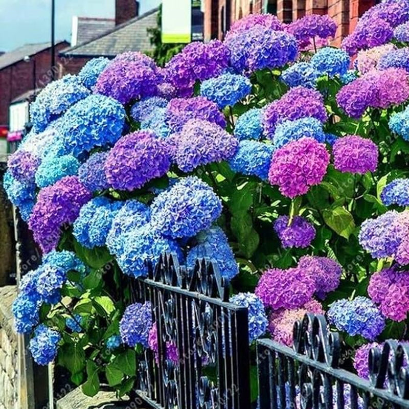 Blue Pink Purple Hydrangea Seeds Hardy Plant Seeds for Gardening Enthusiasts - Easy-to-Grow